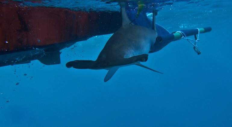 tiburones-angelote-canarias-jpg.jpg