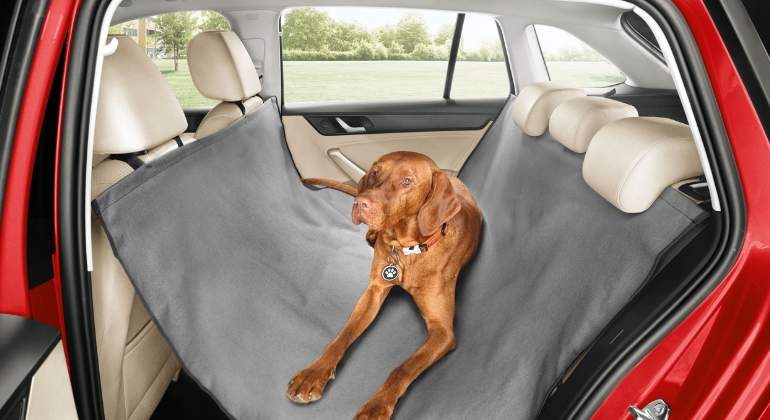 perro-coche.jpg