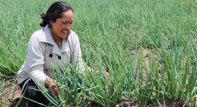 cultivo cebolla