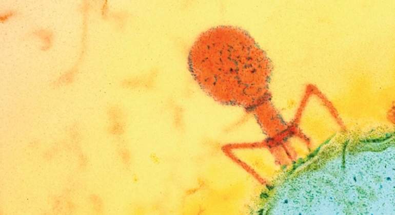 Bacteria-microscopio-bacteriofago.jpg