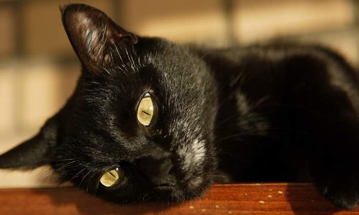 gatos-negros-halloween.jpg
