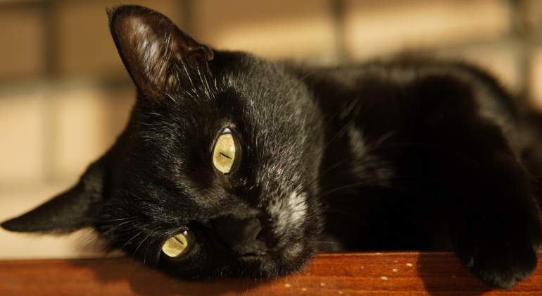 gatos-negros-halloween.jpg