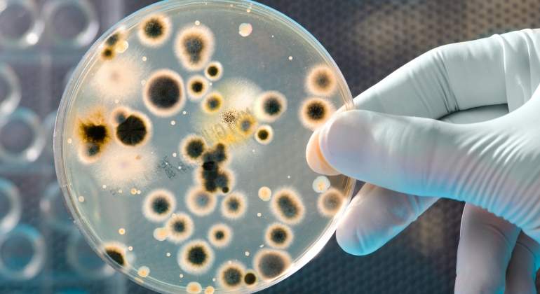 bacterias-dreamstime.jpg