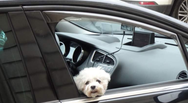 perro-coche-mia.jpg