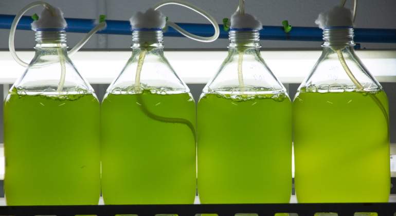 microalgas-laboratorio-dreamstime-770x420.jpg