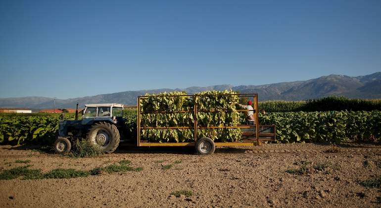 tabaco-extremadura.jpg