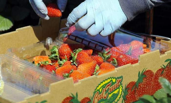 Fresas-Reuters.jpg