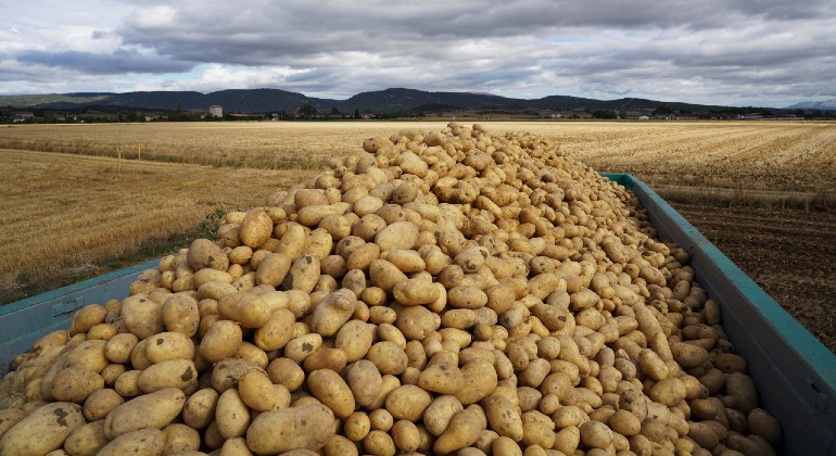 patatas-en-campo-1.jpg