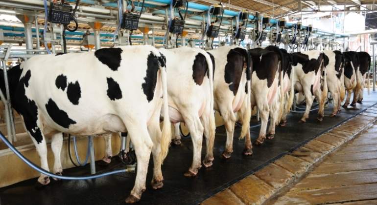 vacas-granja.jpg