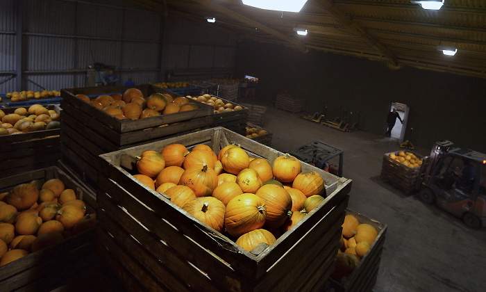 exportador-calabazas-reino-unido-reuters-770x420.jpg