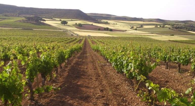 vinedos