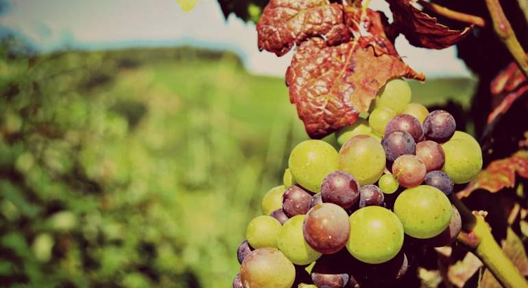 uva-vino-770.jpg