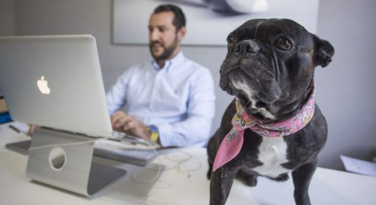 perro-trabajo.jpg