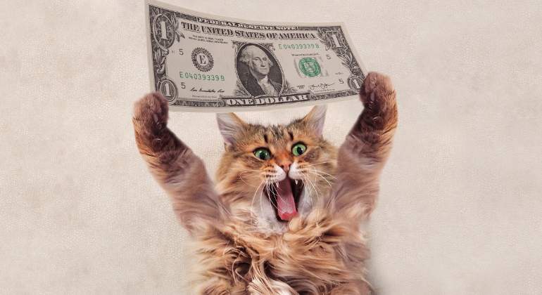 gato-loco-dolar-istock.jpg