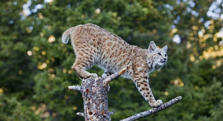 lince111111.jpg