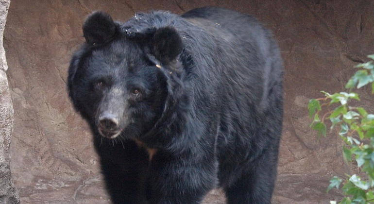 oso-negro-japon-creative-commons.jpg