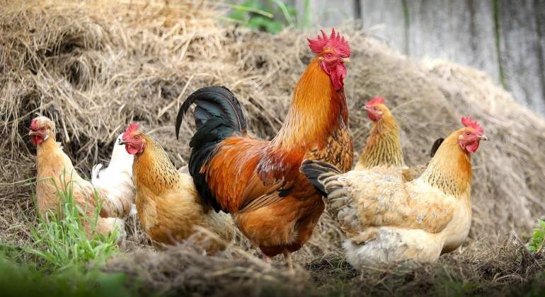 gripe-aviar-granjas-espana-gallinas-alerta-ep.jpg