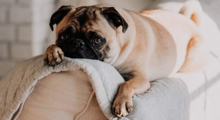 dogtv--twitter-770.jpg