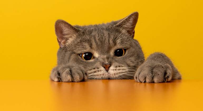 Un-gato-asomado-sobre-una-mesa-naranja-iStock.jpg