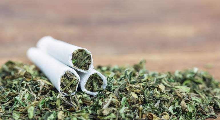 marihuana-dreamstime.jpg