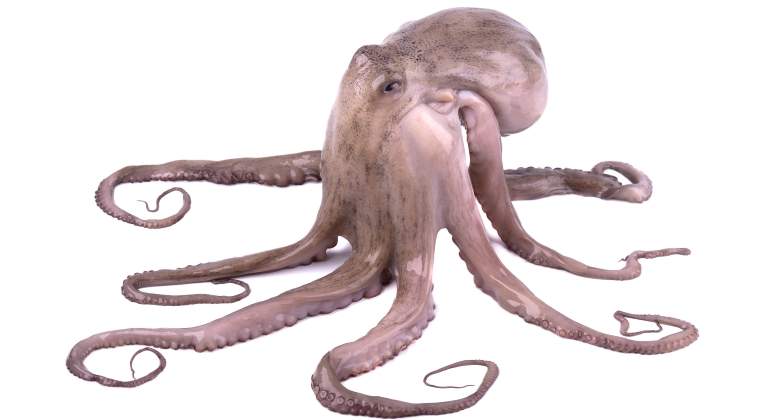 pulpo-fondoblanco.jpg