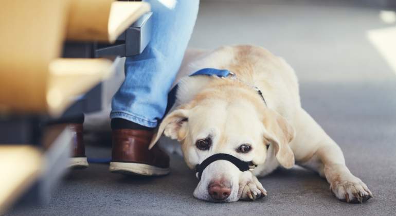 perro-bozal-dreamstime.jpg