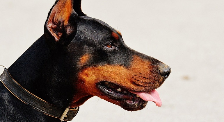 perro-doberman-foto-pixabay-770x420.png