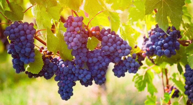 uvas11111111.jpg
