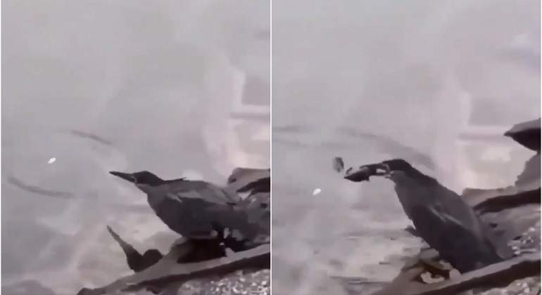 Pajaro-pescando-con-cebo.jpg
