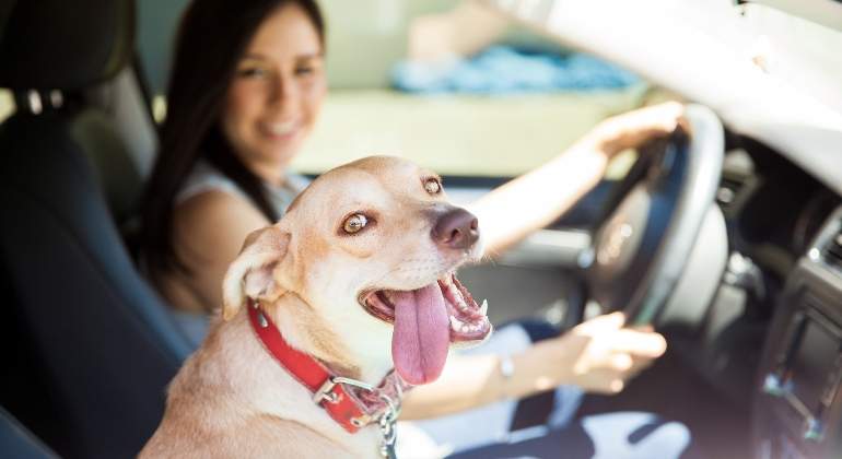 perro-coche-dreamsteam.jpg