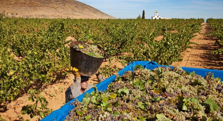 vendimia-andalucia-alamy.jpg