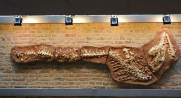esqueleto-dinosaurio-catawiki.jpg