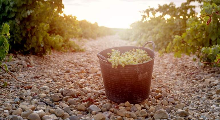 vino-ecologico-marques-de-riscal.jpg
