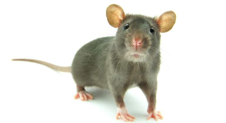 Raton-orejas-Dreamstime.jpg
