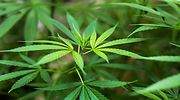 El dueño de la cerveza Corona invierte 3.371 millones en el productor de marihuana Canopy