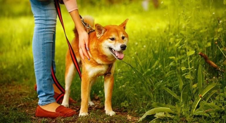 shiba-inu-dreamstime.jpg