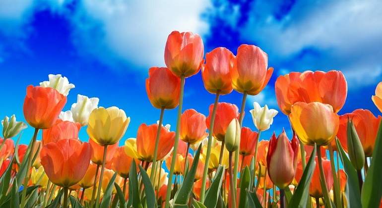 primavera-tulipan-flor-pixabay-770x420.jpg