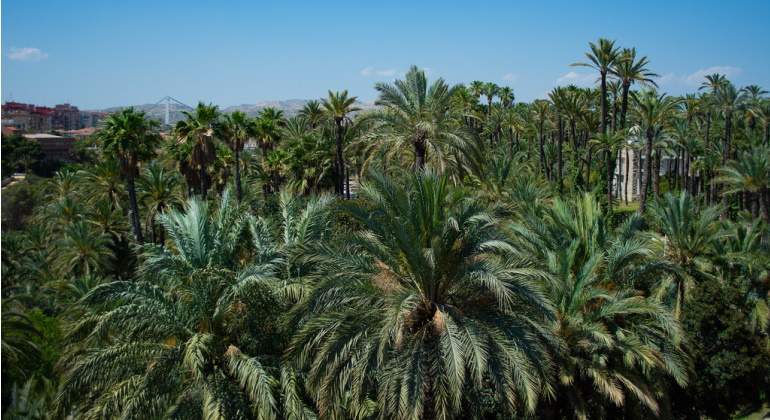palmeral-elche-unesco.jpg
