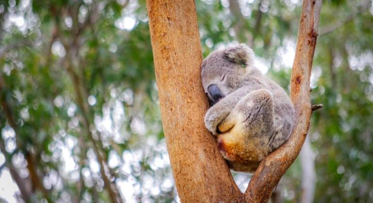 koala-arbol-getty.jpg
