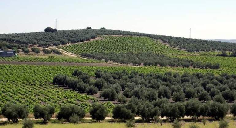 campos-mediterraneos.jpg