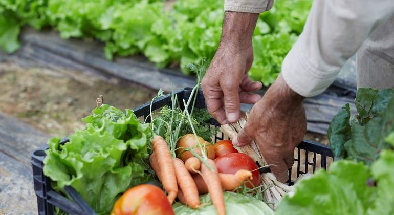 alimentos-ecologicos.jpg