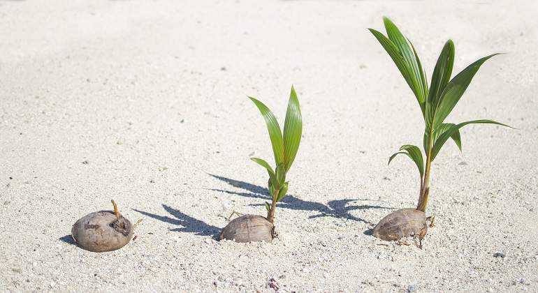 Semilla-en-diferentes-fases-de-crecimiento-iStock.jpg