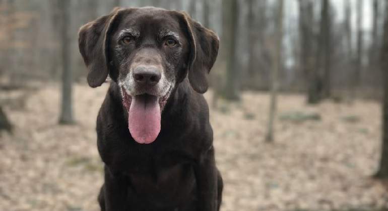 Perro-labrador. Imagen: Pixabay