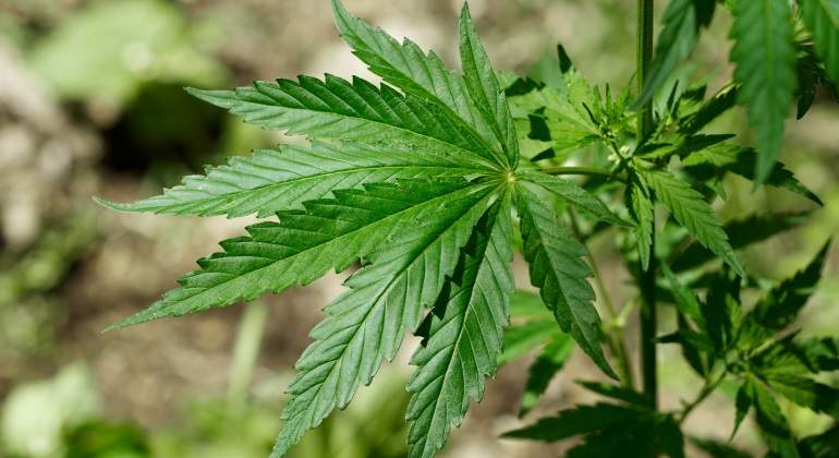 marihuana-dreamstime.jpg