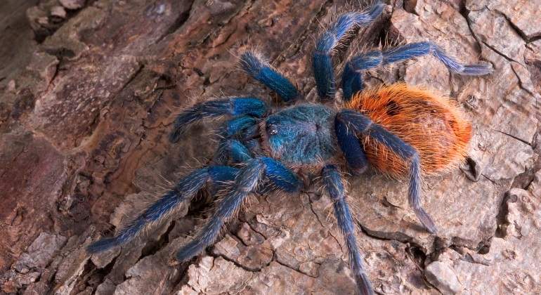 tarantula-azul-dreamstime.jpg