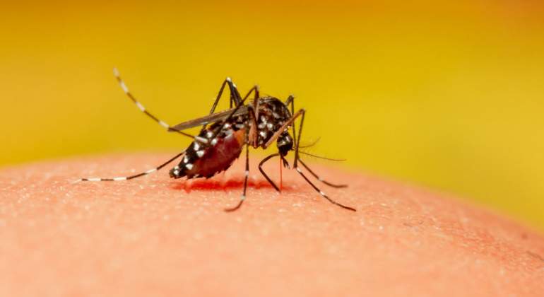mosquito-olor.jpg