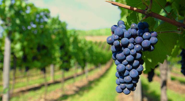 vinedo