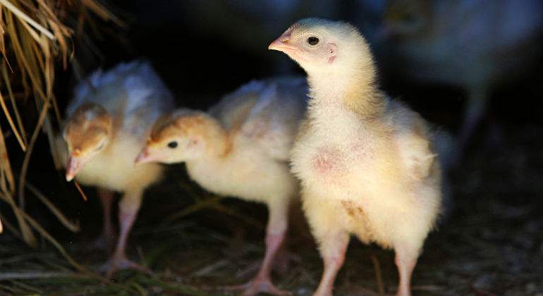 pollo.jpg