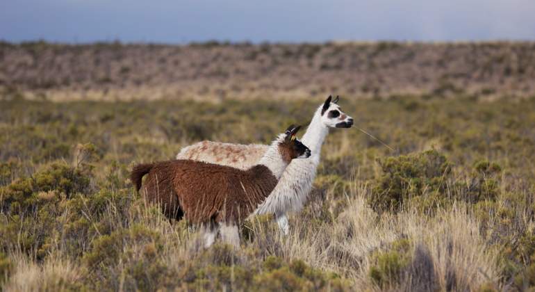 llamas-bolivia-reuters-770x420.jpg