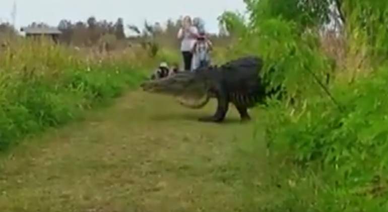 caiman-florida.jpg